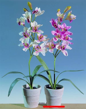ORCHID Orchidée en pot blanc Long. 68 cm - Ø 19 cm