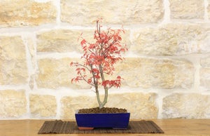 bonsai di acero rosso deshojo h 40 cm visita il negozio