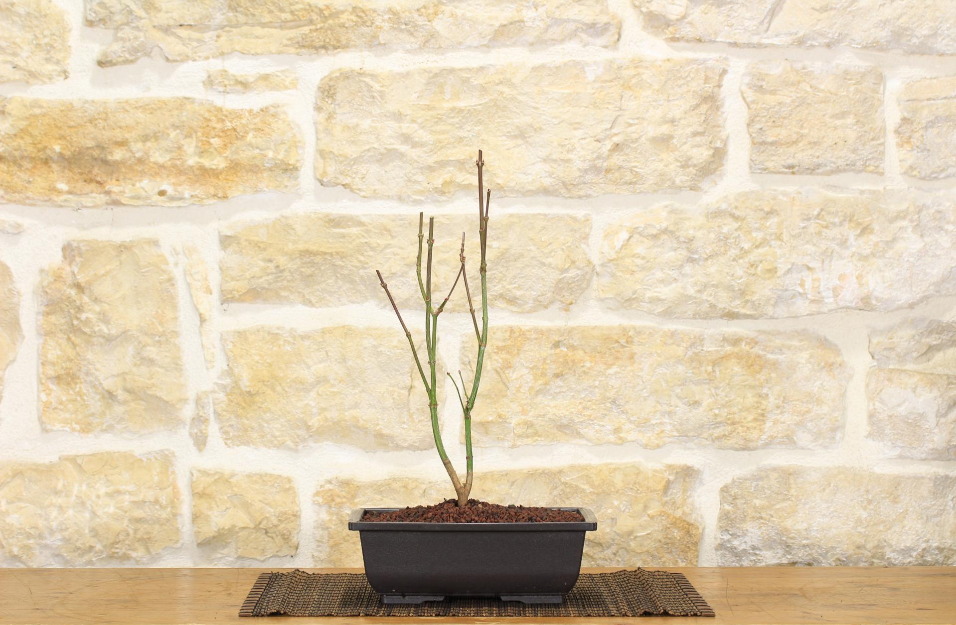 Pre bonsai di Acero Palmato Atropurpureum Leroy Merlin