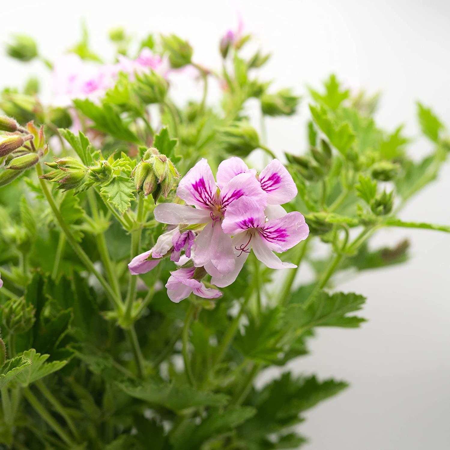 Leroy Merlin Plantas Naturales () Leroy Merlin Plantas Naturales