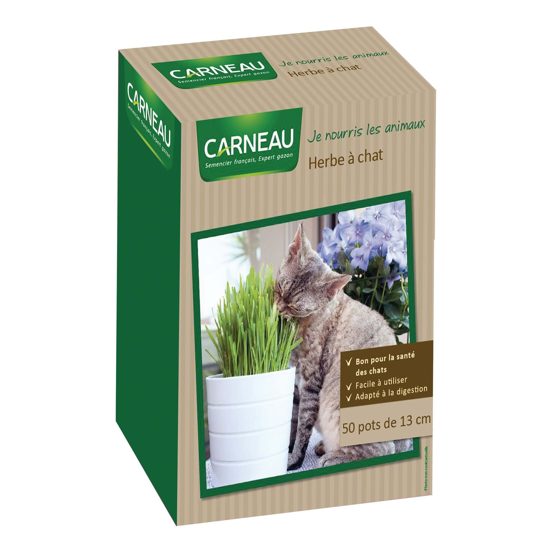 Herbe à chat en pot à planter • 50 pots de 13 cm - 250 gr Carneau