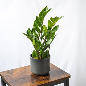 Planta natural viva Sansevieria Laurentii o Lengua de Suegra Altura  aproximada 40 cm en maceta de 14 cm 6 hojas