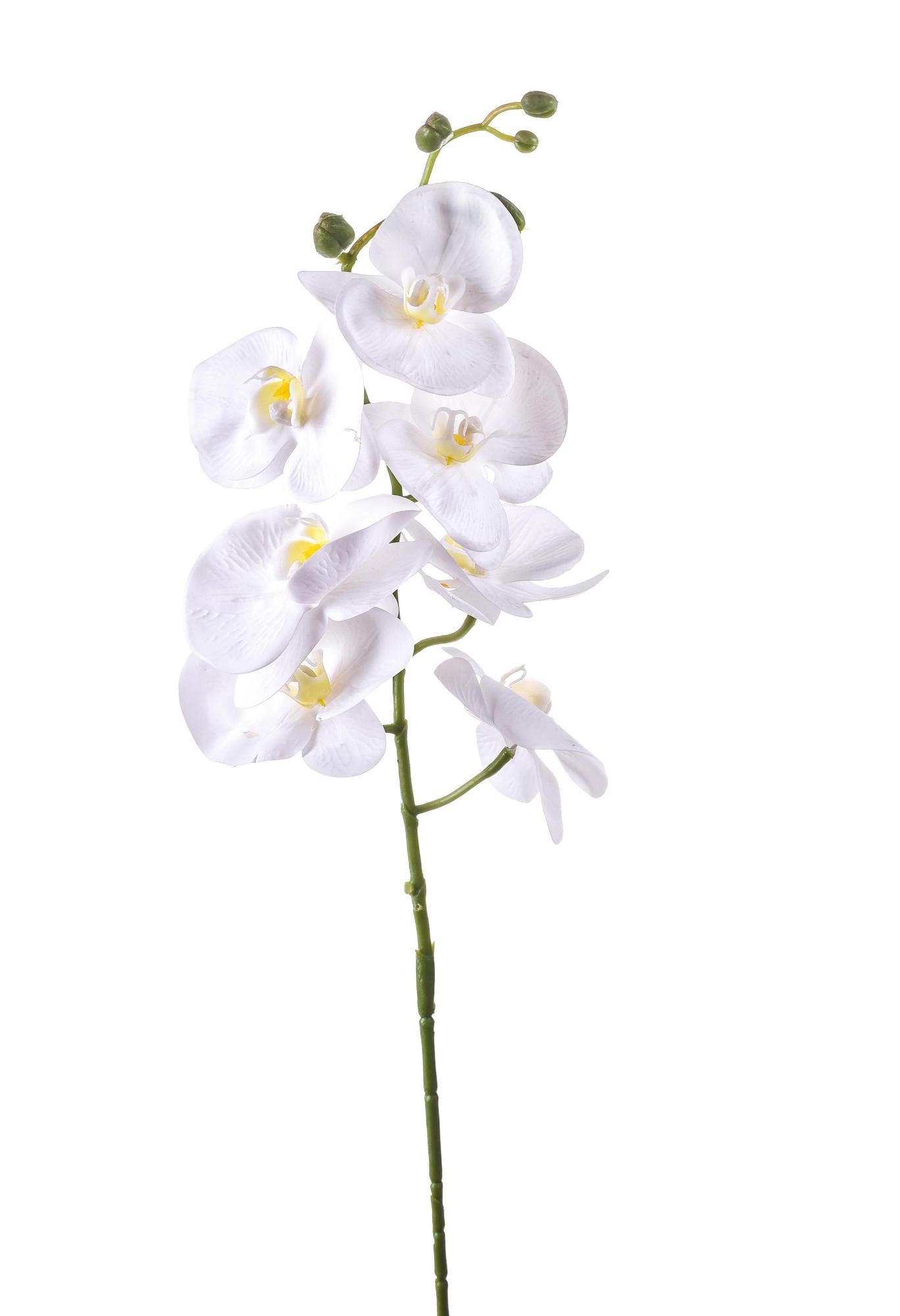 EDG Enzo De Gasperi Orchidea Phalaenopsis Real 7 fiori H84 cm Bianca – Le Gioie