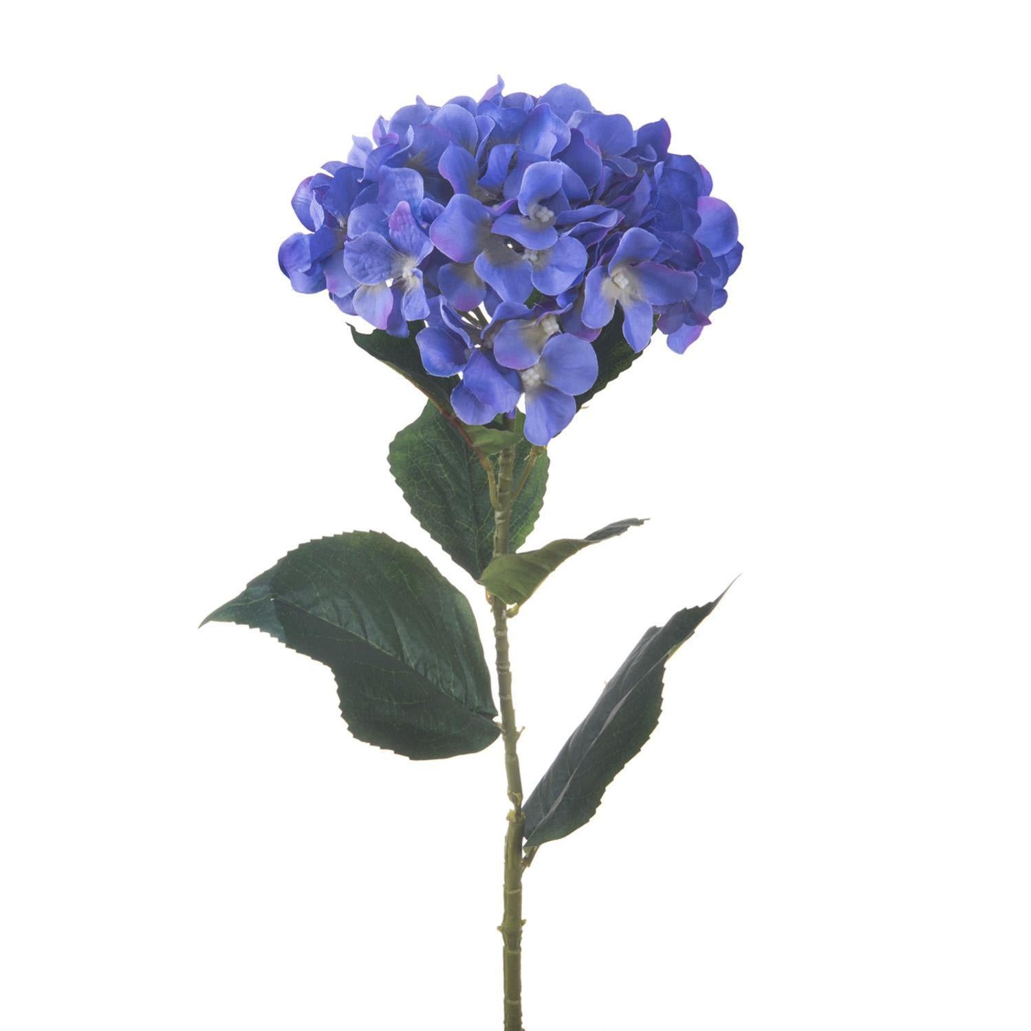 Ortensia Di Fiorura in Vaso Di Fiore Isolato Immagine Stock