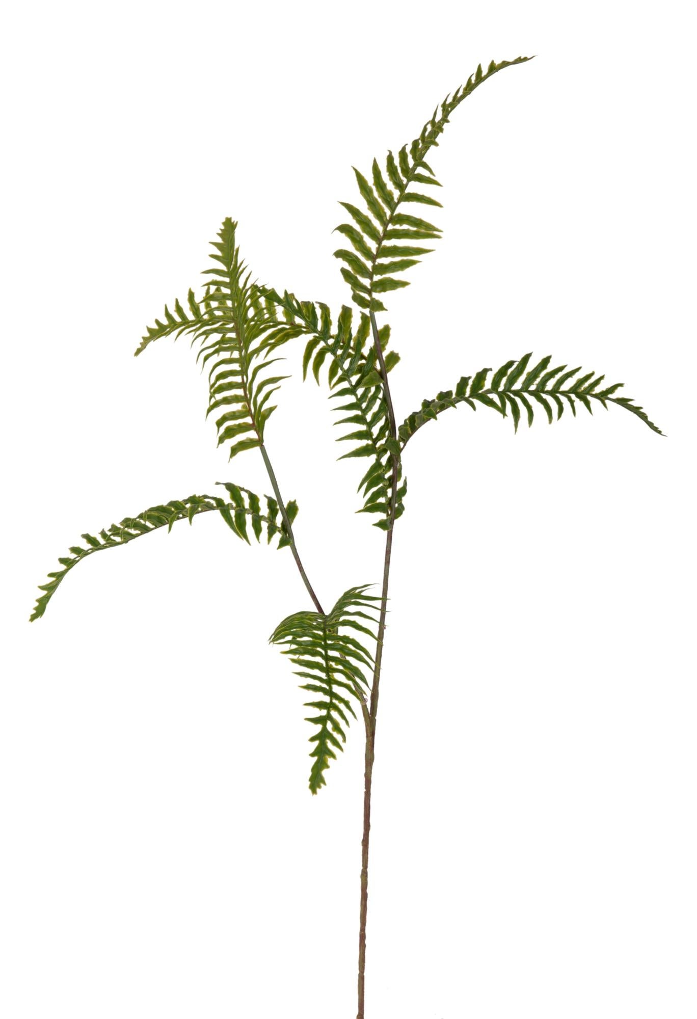 Felce Artificiale Capelvenere Robin Con Radici Aeree – 5 Foglie, 50cm, Pianta Finta Realistica Per Decorazioni E Bouquet