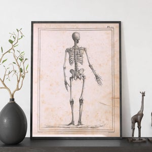 Nacnic Set Di 4 Poster Di Anatomia Umana Cranio Adulto