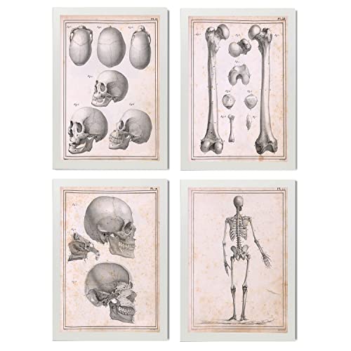 Nacnic Set Di 4 Poster Di Anatomia Umana Scheletro E Teschio Illustrazioni  Di Biologia E Medicina In Stile Vintage Design E A4 Con Cornice Bianca