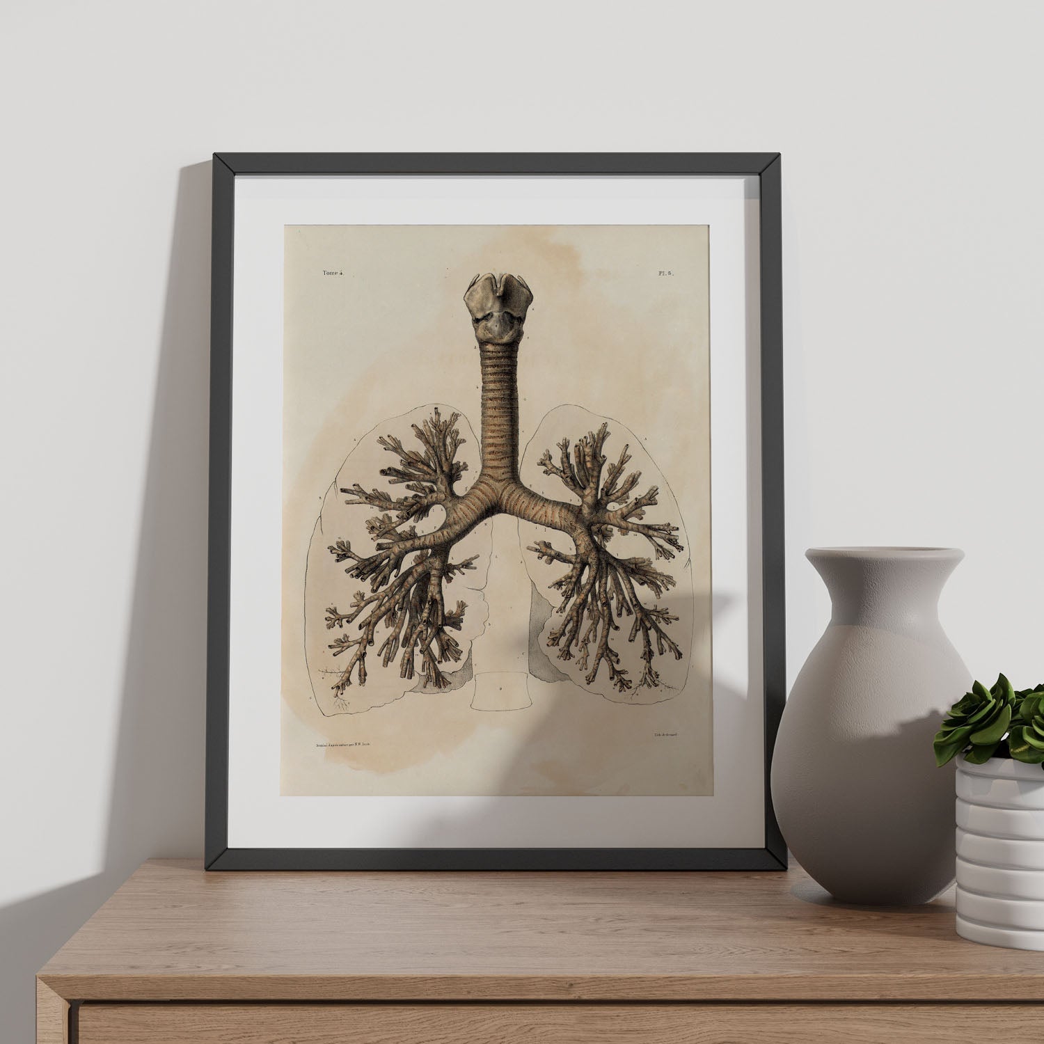 Affiche Bronchien Illustrations D Coratives Sur L Anatomie Et La