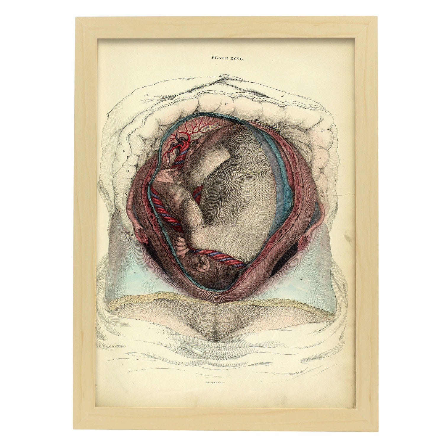 Nacnic Poster Di Utero Con Feto Illustrazioni Decorative Di Anatomia E  Medicina In Stile Vintage Design E Formato A4 Con Cornice Bianca