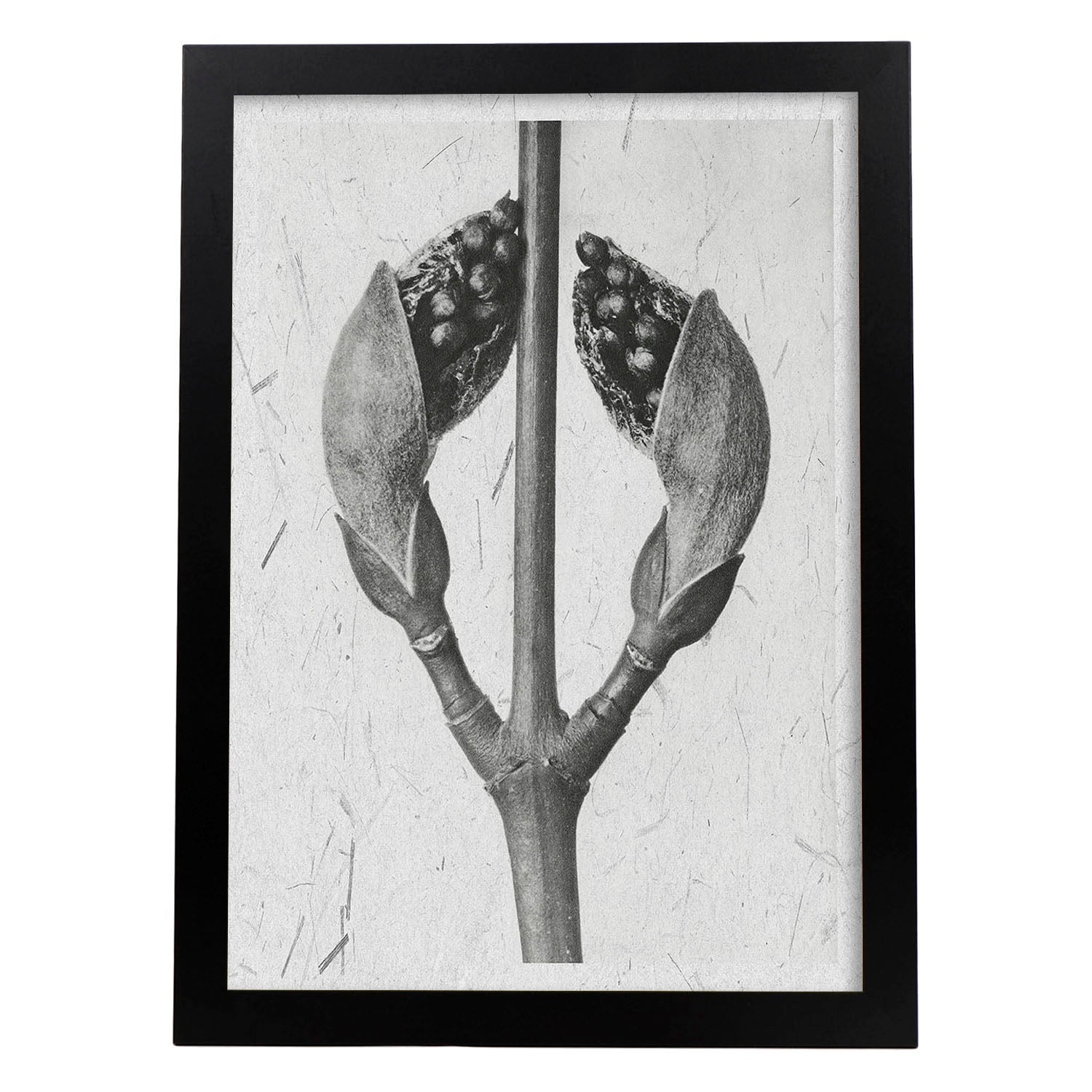 Lámina planta blanco y negro 22 pósters con ilustraciones de flores y plantas en tonos grises