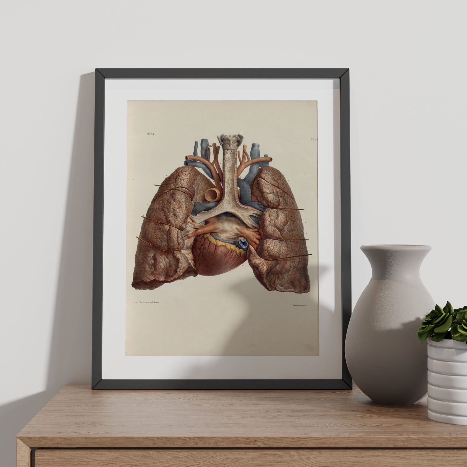 Nacnic póster de corazón pulmones tráquea y cartílagos ilustraciones decorativas de anatomía y medicina en estilo vintage diseño y decoración de inter