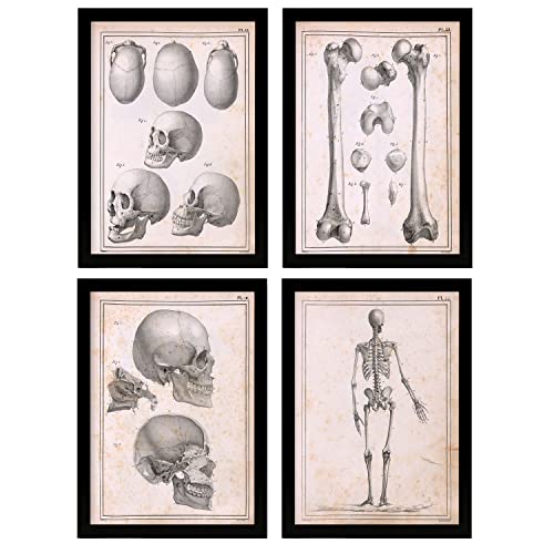 Nacnic Set Di 4 Poster Di Anatomia Umana Scheletro E Teschio Illustrazioni  Di Biologia E Medicina In Stile Vintage Design E A3 Con Cornice Nere