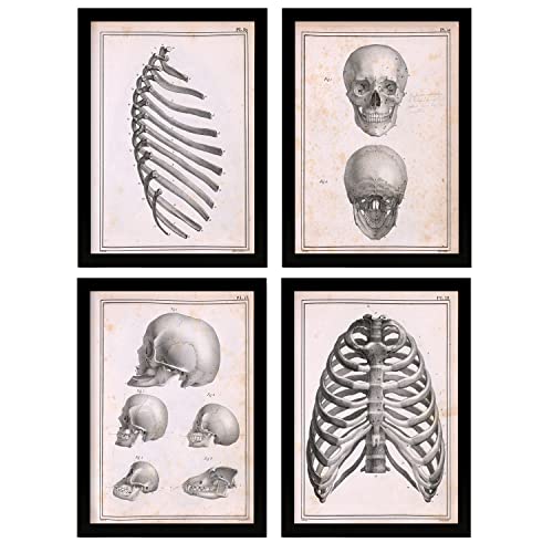 Nacnic Set Di 4 Poster Di Anatomia Umana Cranio E Costole Illustrazioni Di  Biologia E Medicina In Stile Vintage Design E A3 Con Cornice Nere