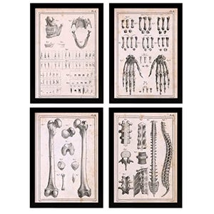 Nacnic Set Di 4 Poster Di Anatomia Umana Colonna Vertebrale Mani E Mascella  Illustrazioni Di Biologia E Medicina In Stile Design E A4 Con Cornice Nere