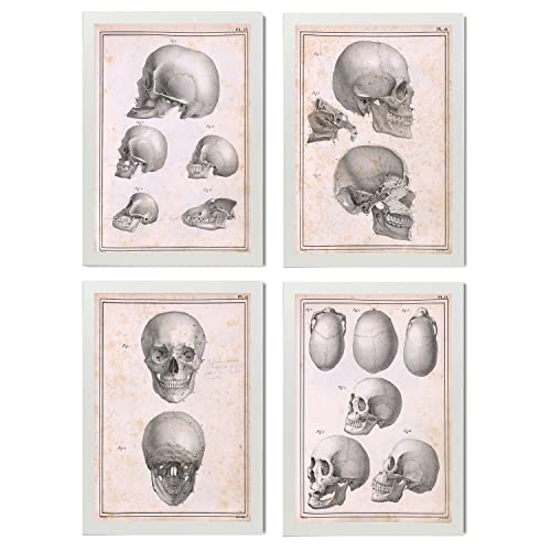 Nacnic Set 4 Poster Di Anatomia Umana Colonna Vertebrale Mani E Mascella  Illustrazioni Di Biologia E Medicina In Stile Design E A3 Con Cornice  Bianca