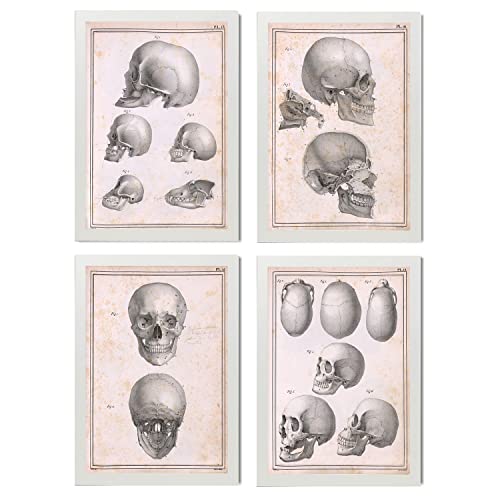 Nacnic Set Di 4 Poster Di Anatomia Umana Cranio Adulto Illustrazioni Di  Biologia E Medicina In Stile Vintage Design E A4 Con Cornice Bianca
