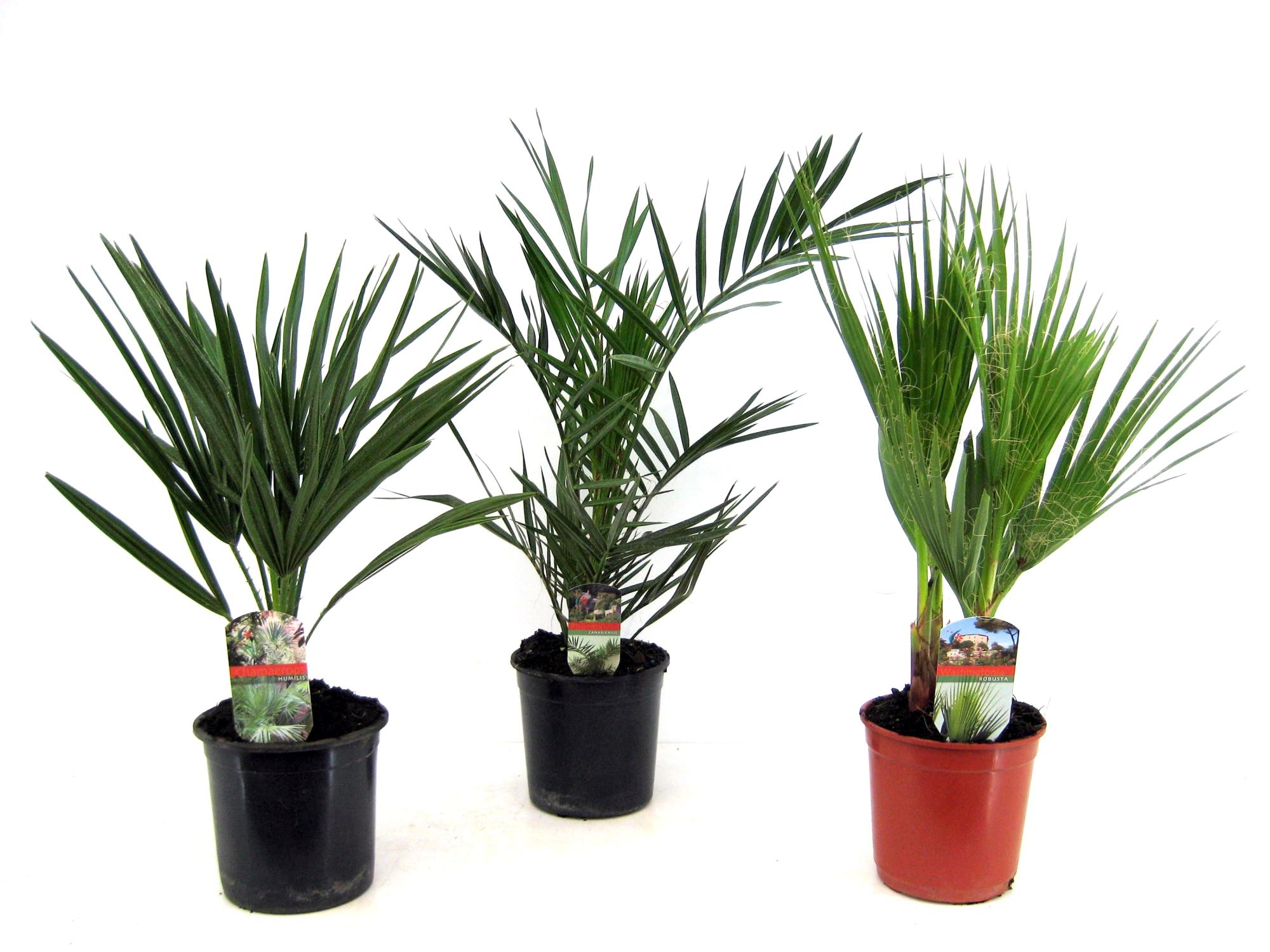 Plant in a Box - Set di 3 palme da esterno - Phoenix, Chamaerops