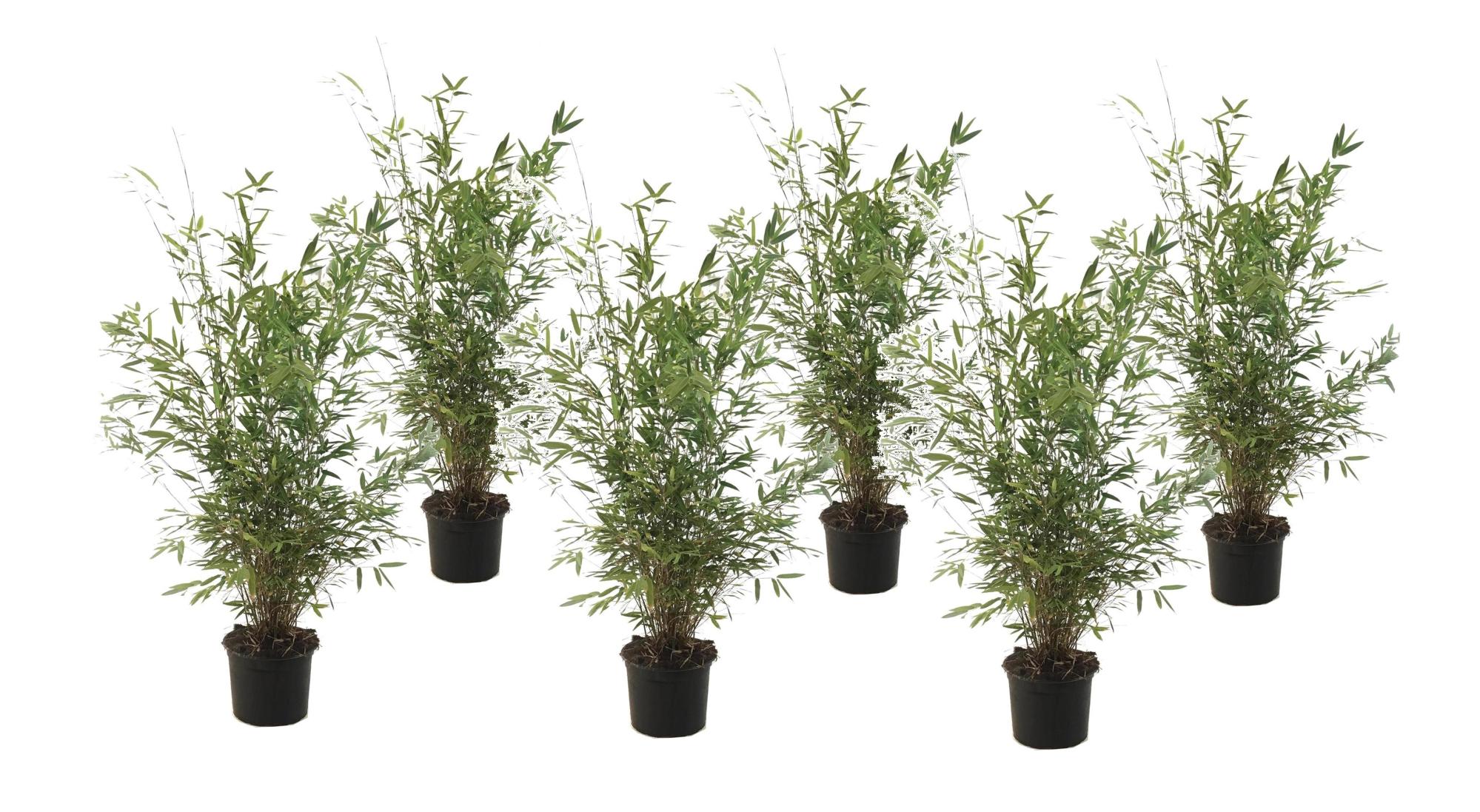 FARGESIA RED DRAGON 5L - jeunes plants 2024 - Pépinière Thibault