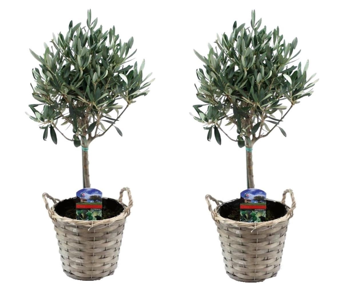 Plant In A Box - Olea Europaea - Set Di 2 - Olivo Su Stelo In Cesto Vaso 14cm Altezza 45 55cm 87651789