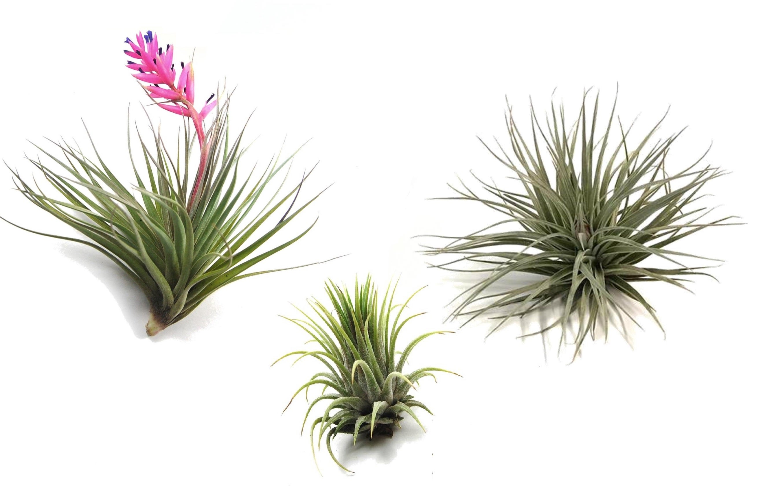 Plant in a Box - Miscela di piante di Tillandsia - Set di 3 - Piante aeree  vere - Piante da appartamento - Altezza 5-15cm