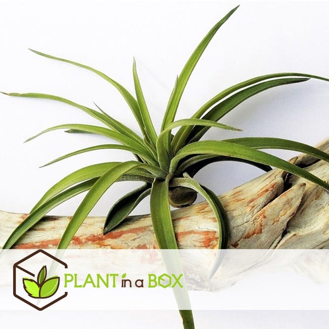 Plant in a Box - Miscela di piante di Tillandsia - Set di 3 - Piante aeree  vere - Piante da appartamento - Altezza 5-15cm