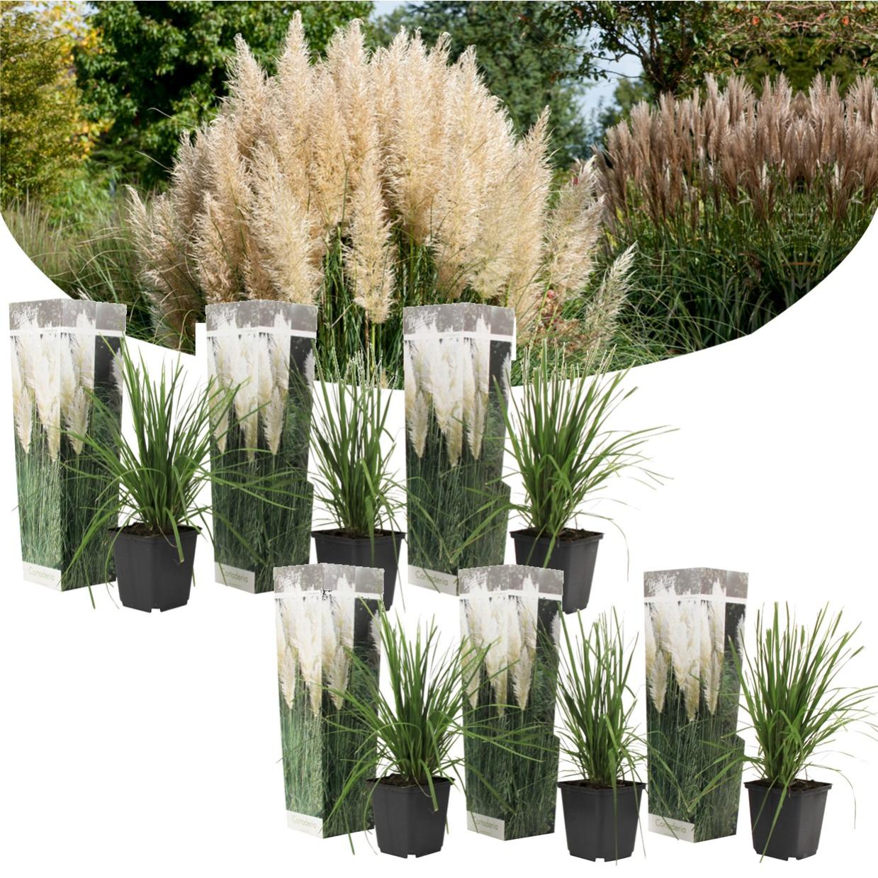 Plant in a Box - Erba pampa bianca - Set di 6 - Cortaderia selloana - Vaso  9cm - Altezza 25-40cm