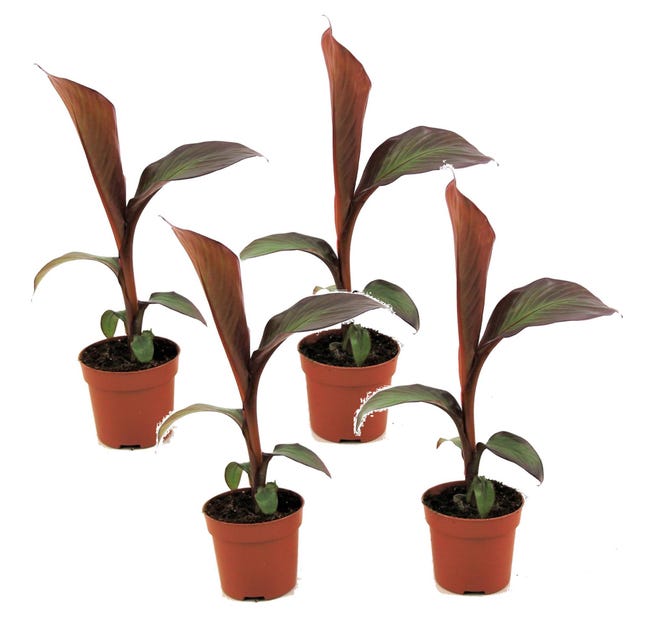Kit Vaso Ikebana Vaso Vaso Rana Fiore Vaso Rana Fiore Adatto Per Espositori Muschio E Piante Idroponiche Decor Gift B Kit Vaso Ikebana Vaso Vaso Rana Fiore Vaso Rana Fiore Adatto Per Espositori Muschio E Piante Idroponiche Decor Gift B