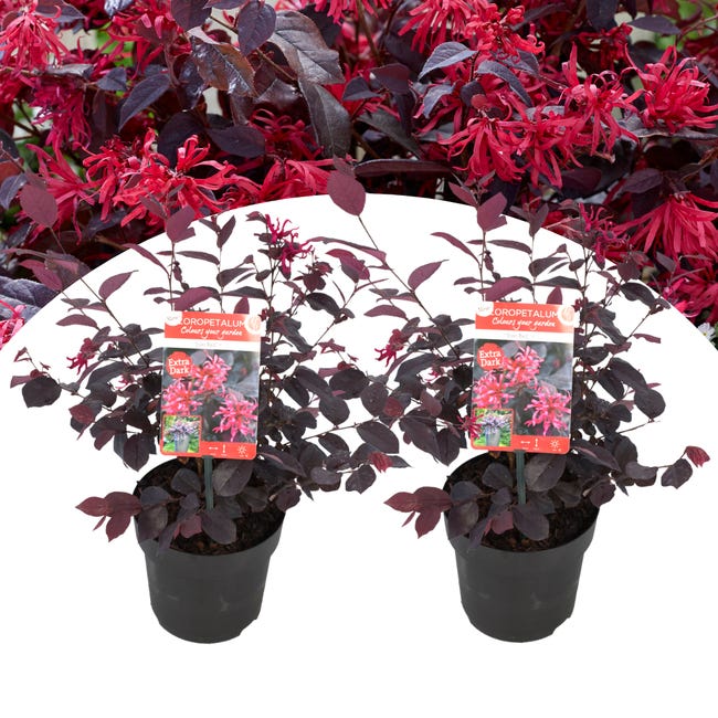 Se asemeja Más que nada Esquivar Loropetalum Ever Red - Set de 2 - Arbusto ornamental - Planta de jardín -  Resistente - Maceta 13cm - Altura 25-35cm | Leroy Merlin