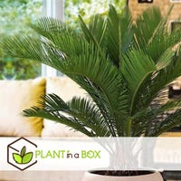Pianta Artificiale Felce con Vaso Altezza 80 cm | Leroy Merlin Pianta Artificiale Felce con Vaso Altezza 80 cm | Leroy Merlin