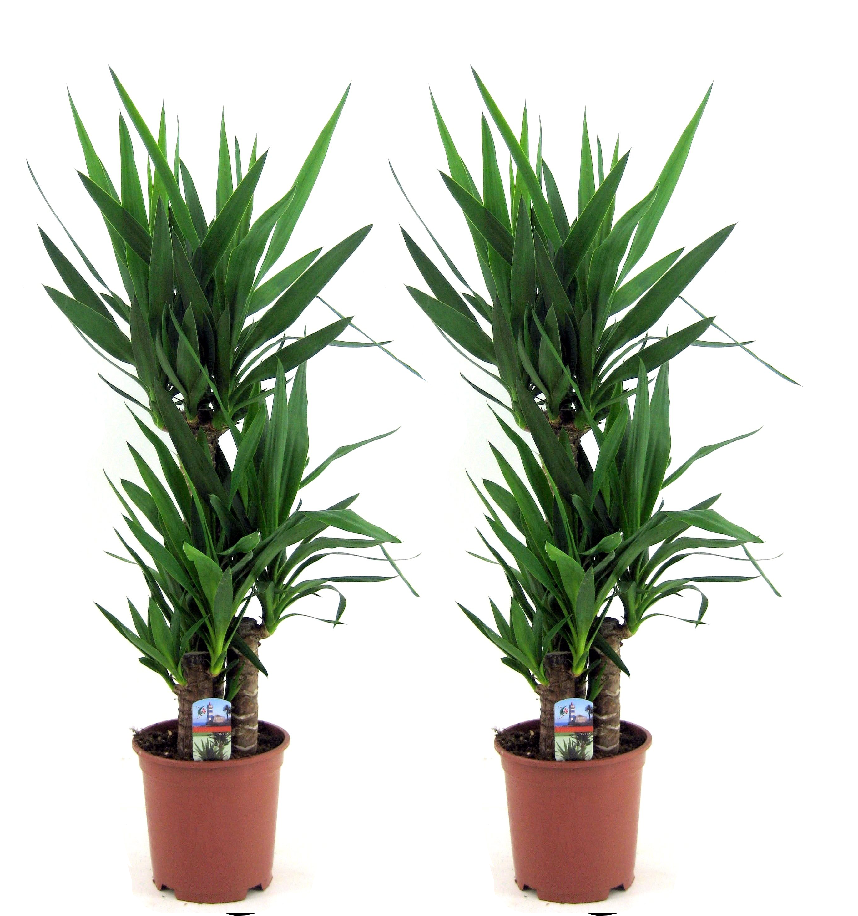 Dracaena Fragrans - 'Hawaiian Sunshine' - 24cm Pot - Altura 130-140cm