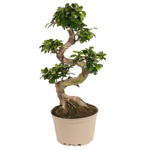 Vaso per bonsai ficus ginseng al miglior prezzo