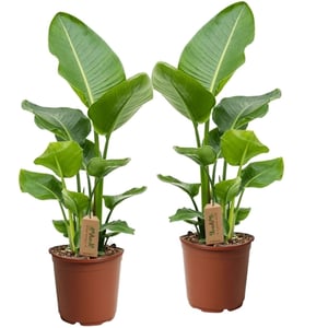 Dracaena Fragrans - 'Hawaiian Sunshine' - 24cm Pot - Altura 130-140cm