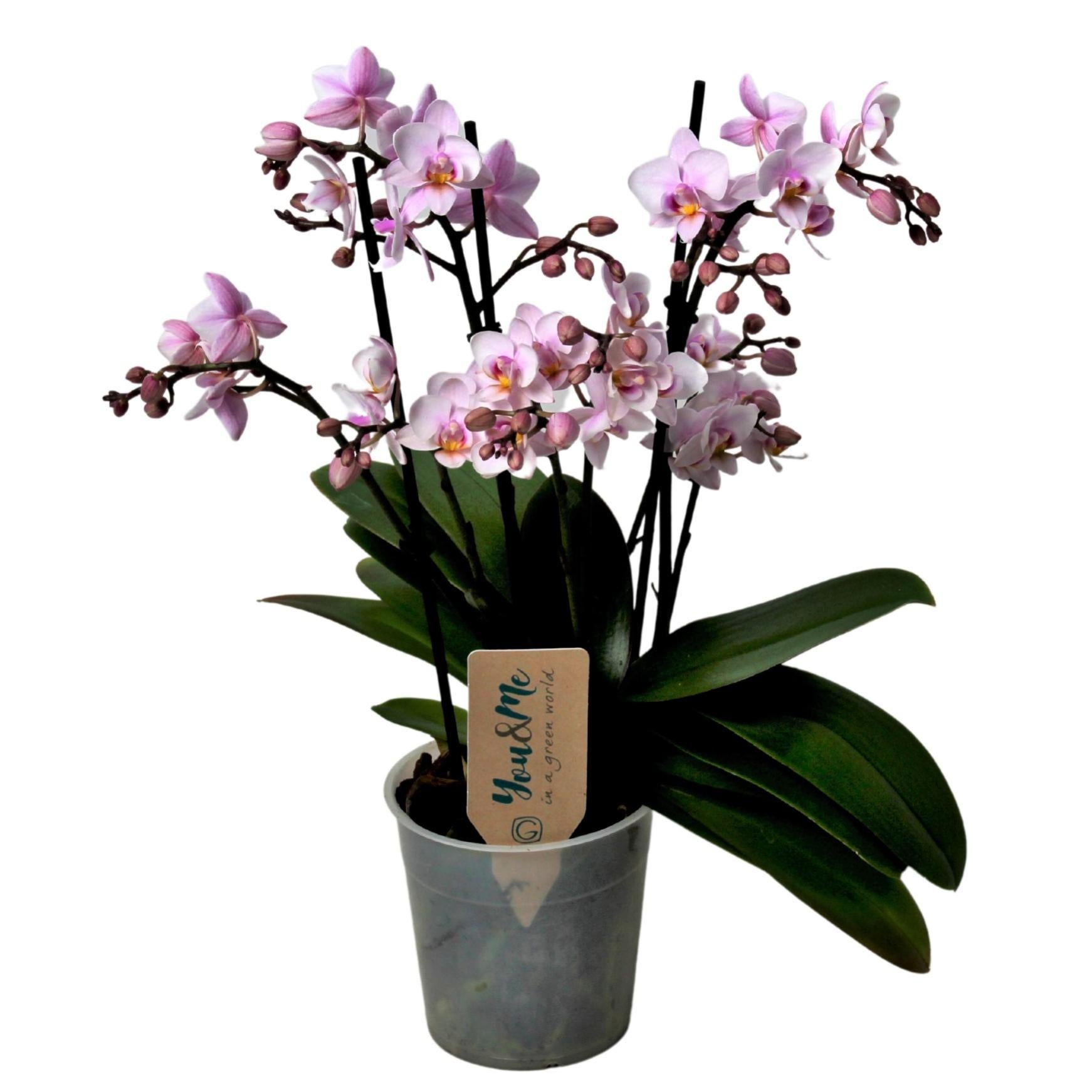 Rosa Del Deserto – Adenium Obesum In Vaso 10,5cm, Altezza 25-40cm, Pianta Da Appartamento Fiorita