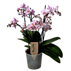 Piantina di Phalaenopsis Viola Antichizzato Sia - Idea Fiori