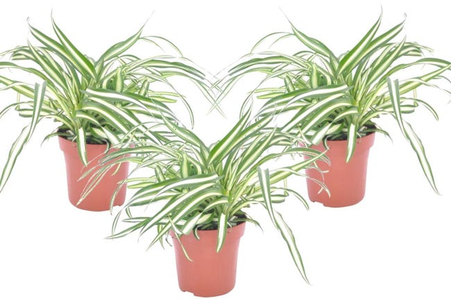 Chlorophytum Comosum Vitatum - Pianta Nastrino In Vaso 12cm - Foto 6