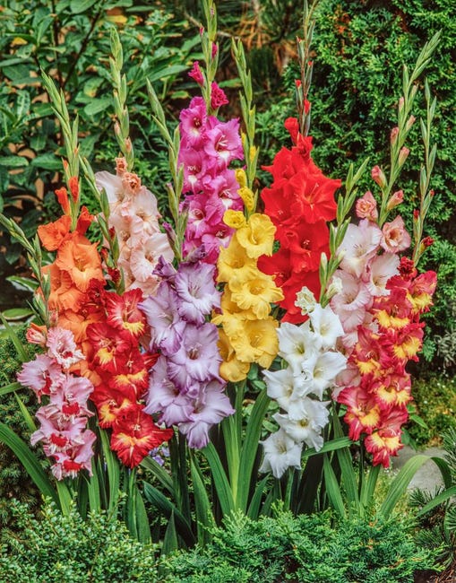 Plant in a Box - Gladiolo - Mix di 60 - Bulbi di gladiolo - Gladioli a ...