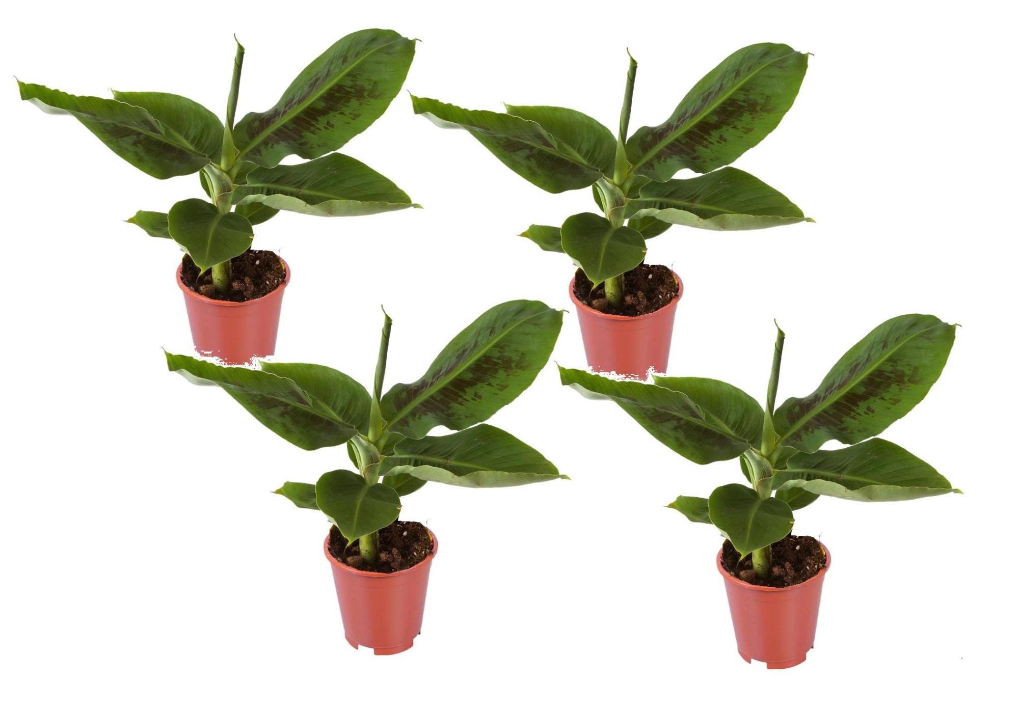 Musa Oriental Dwarf Large planten