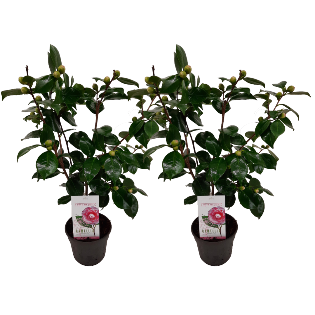 TDIAOL Pianta Artificiale Di Camelia – Albero Finto Alto 101 Cm Con 36 Fiori In Vaso Di Cemento – Per Interni/Esterni – Zero Manutenzione