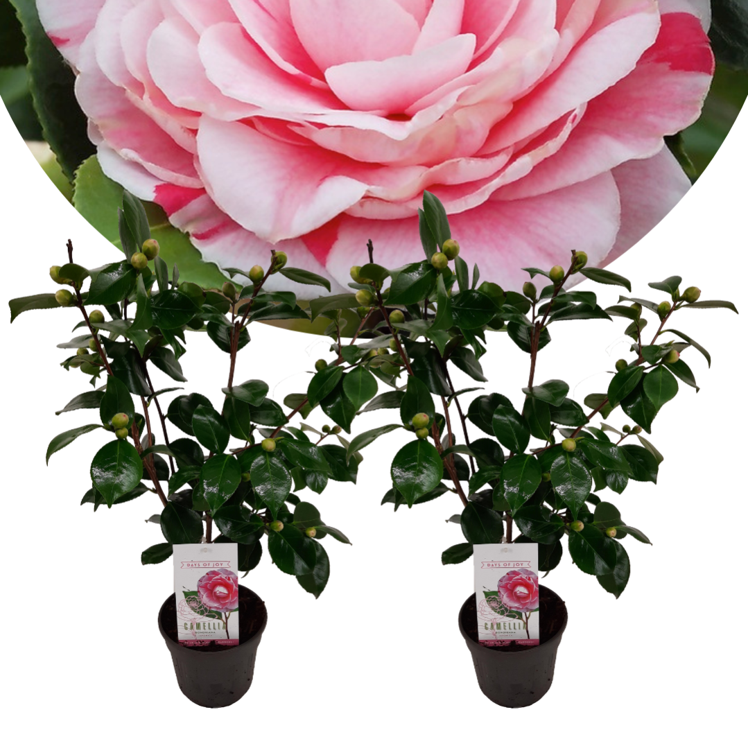 Camellia Japonica - Mix Di 3 Rose Giapponesi In Vaso 9cm - Altezza 25-40cm - Foto 3