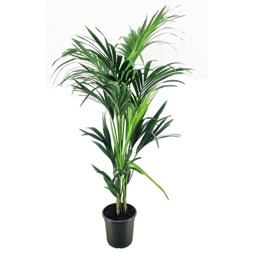 Plant in a Box - Howea forsteriana - Palma da appartamento - Vaso 21cm -  Altezza 130-140cm - Pianta verde - Sempreverde