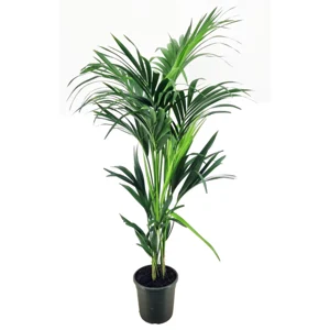 Dracaena Fragrans - 'Hawaiian Sunshine' - 24cm Pot - Altura 130-140cm