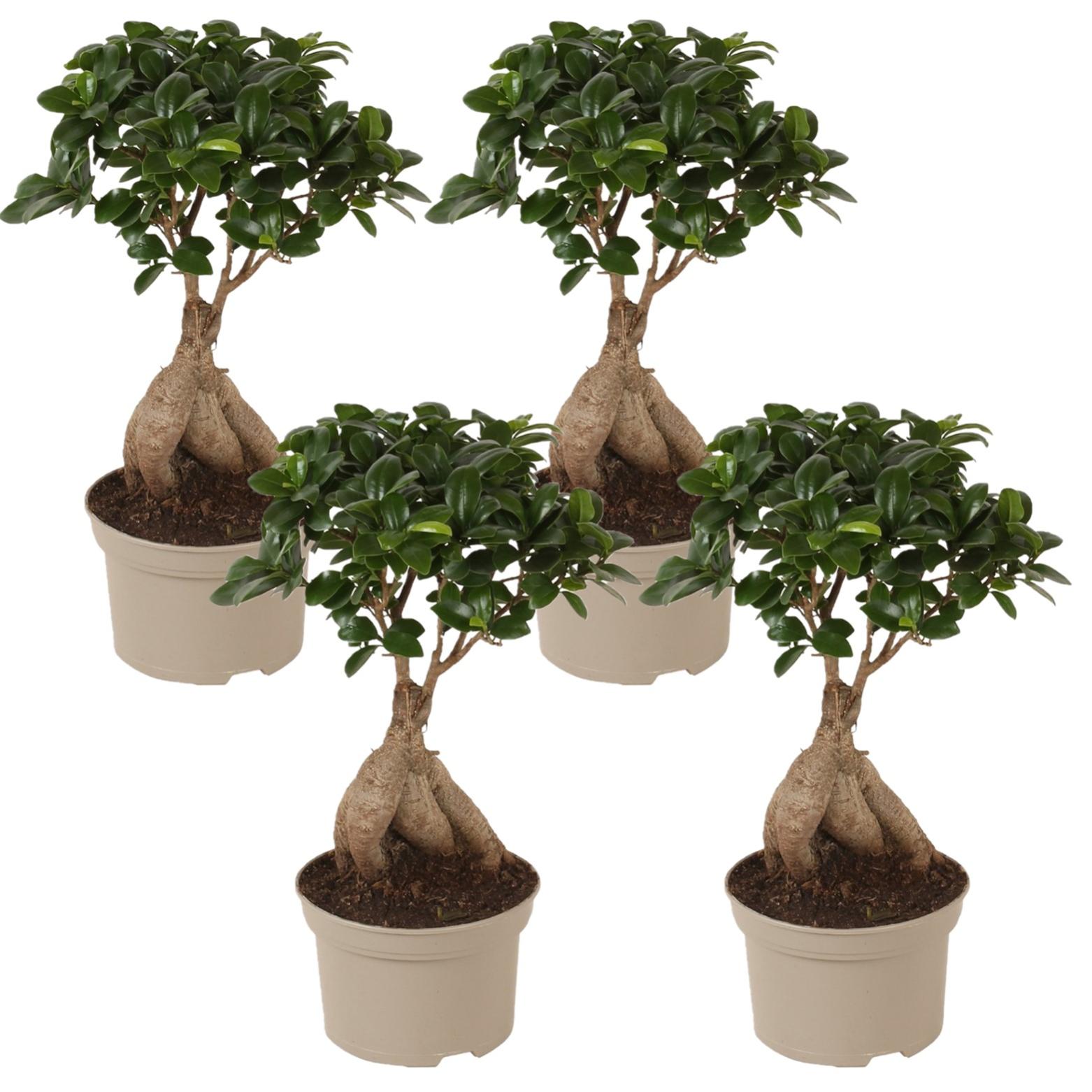 Bonsai Ficus Ginseng Set de 4 Pot 12cm Hauteur 3040cm Leroy Merlin