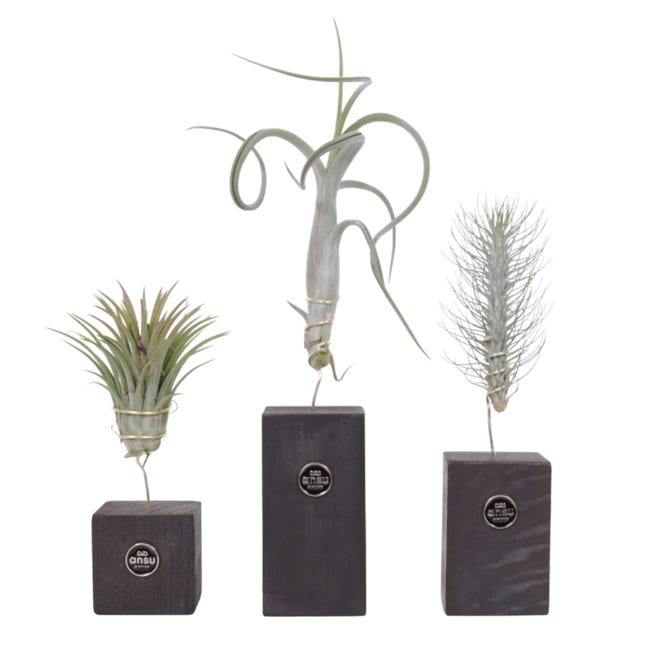 Tillandsia aeranthos - Pianta aerea decorativa facile da coltivare Tillandsia aeranthos - Pianta aerea decorativa facile da coltivare