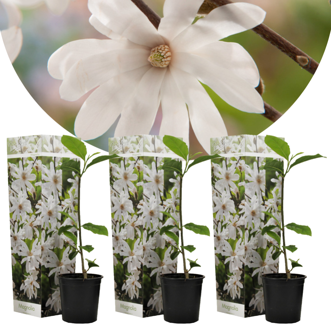 Hortensia Bavaria Bleu - Lot 3 Plants Bicolores Bleu/blanc - Pot 9cm - 25-40cm