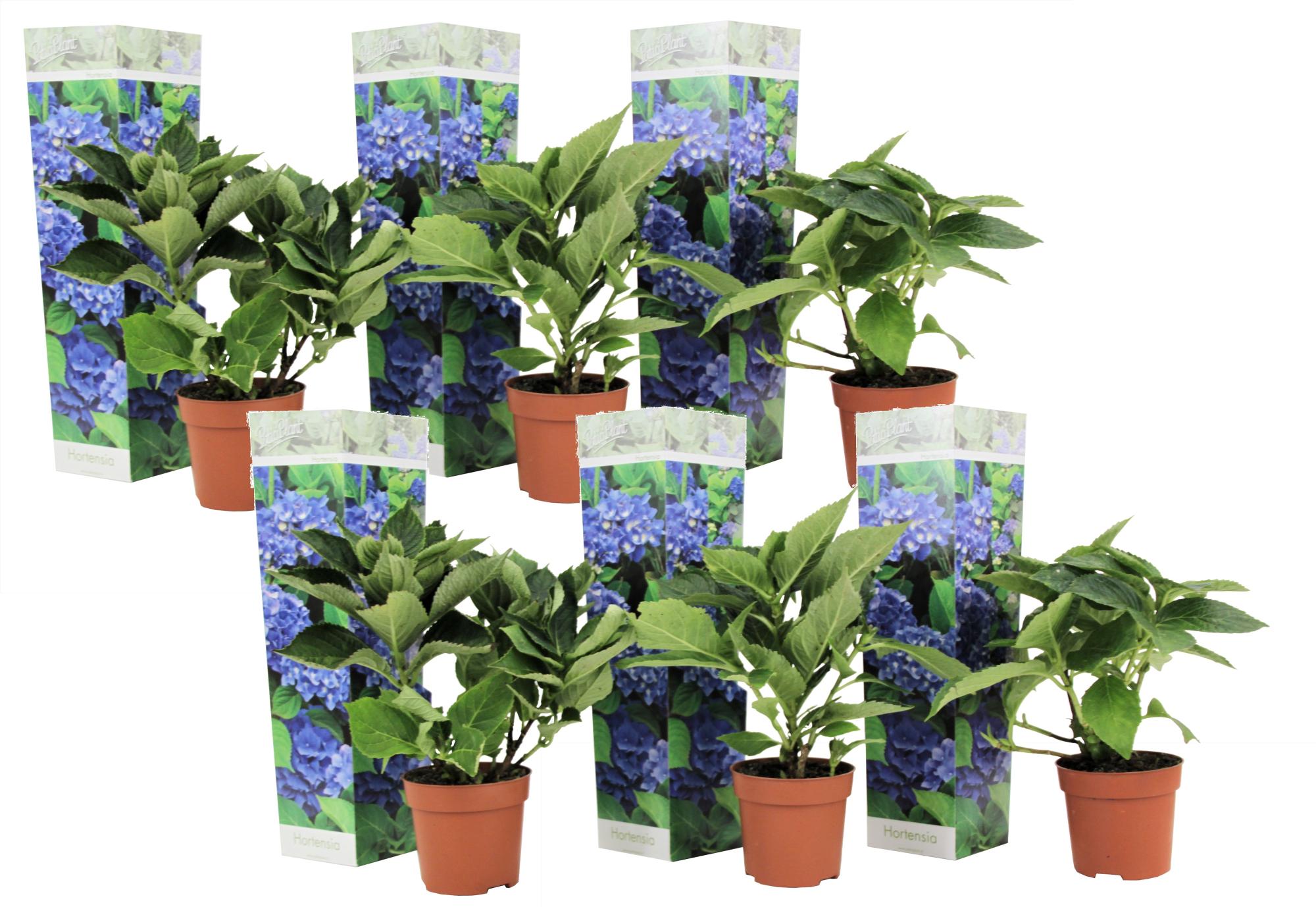 Plumbago Auriculata - Piombaggine 'Gelsomino Azzurro' - Set Di 6 Piante In Vaso 9cm - Foto 7