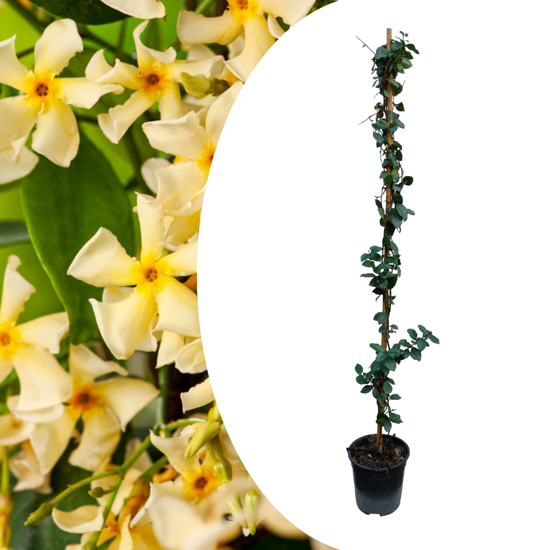 Trachelospermum Jasminoides Star Of Toscane Pot Cm Hauteur