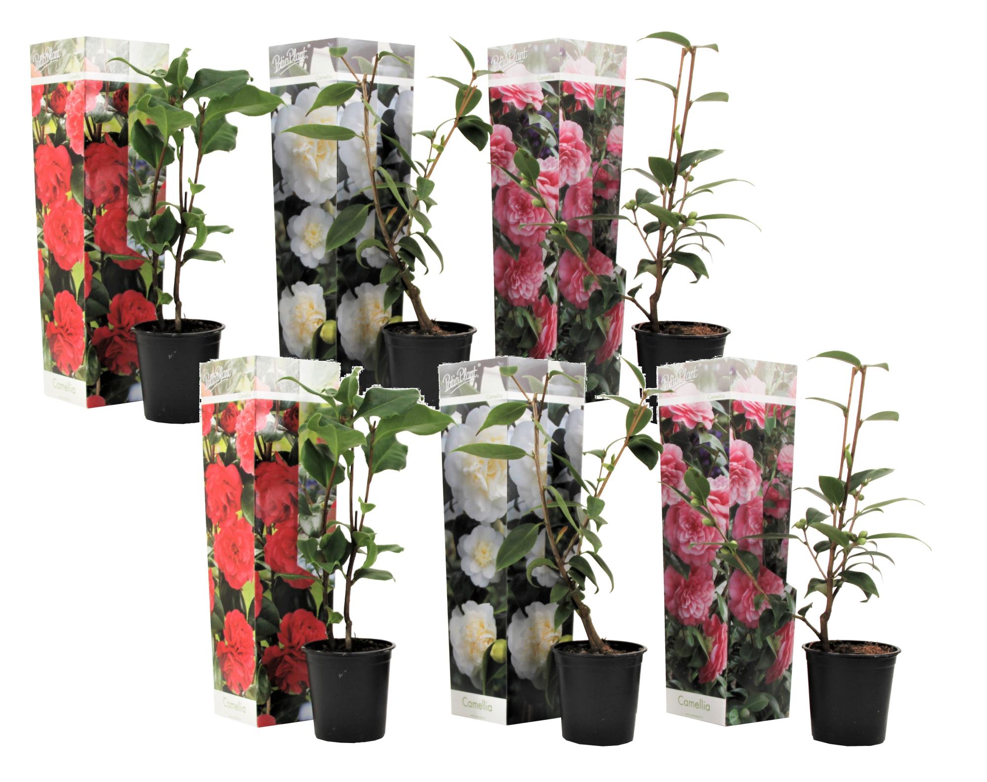 Plant in a Box - Camellia Japonica - Mix di 6 - Rose giapponesi - Vaso ...