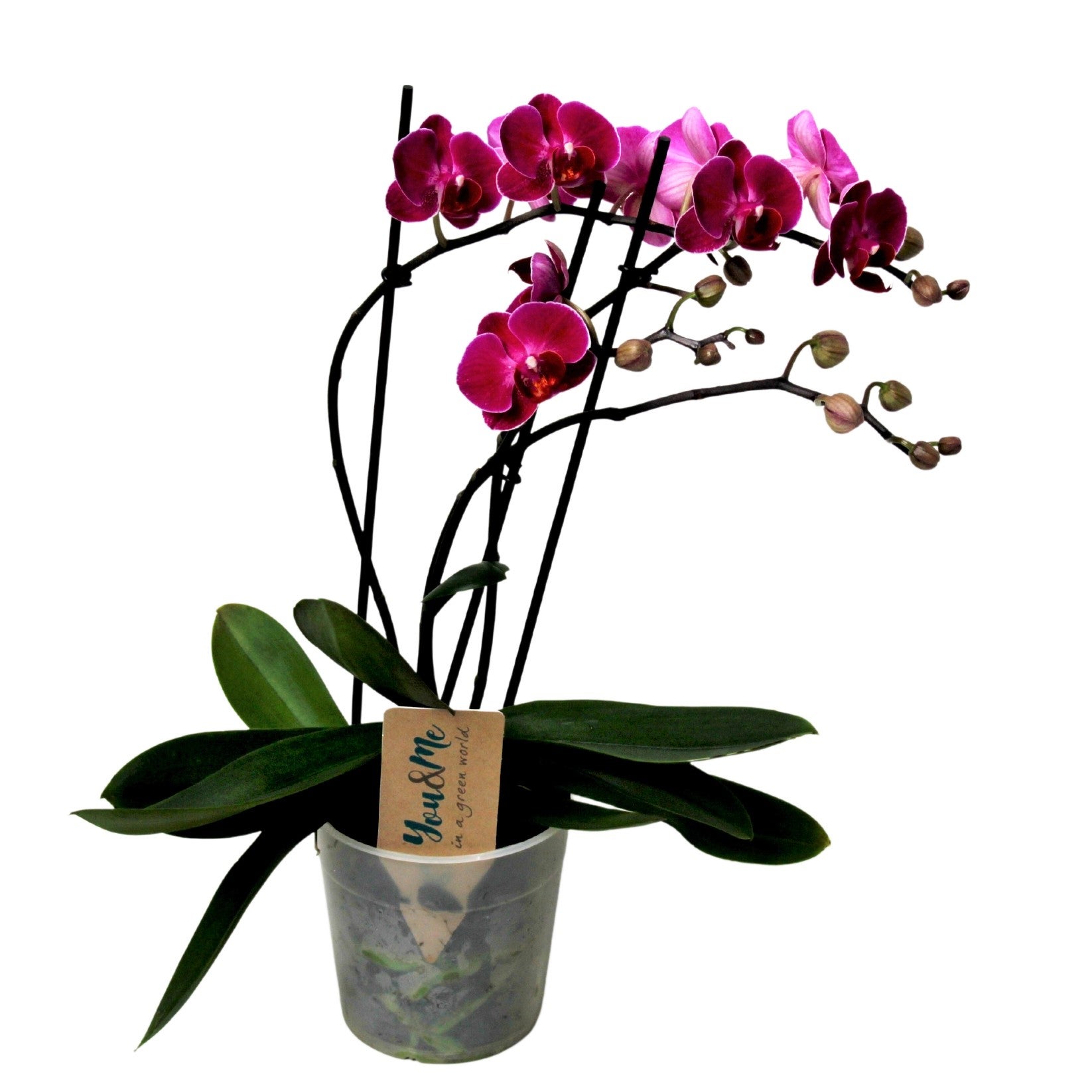 Plant in a Box - Phalaenopsis Multiflora - Orchidea Viola - Pianta da  appartamento fiorita - Adatta ai gatti - Vaso 12cm - Altezza 35-45cm