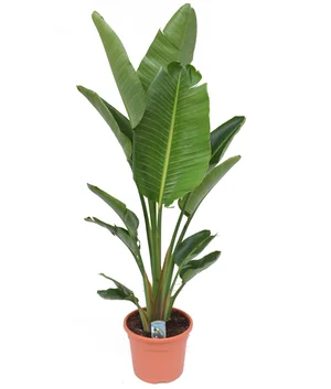 Dracaena Fragrans - 'Hawaiian Sunshine' - 24cm Pot - Altura 130-140cm