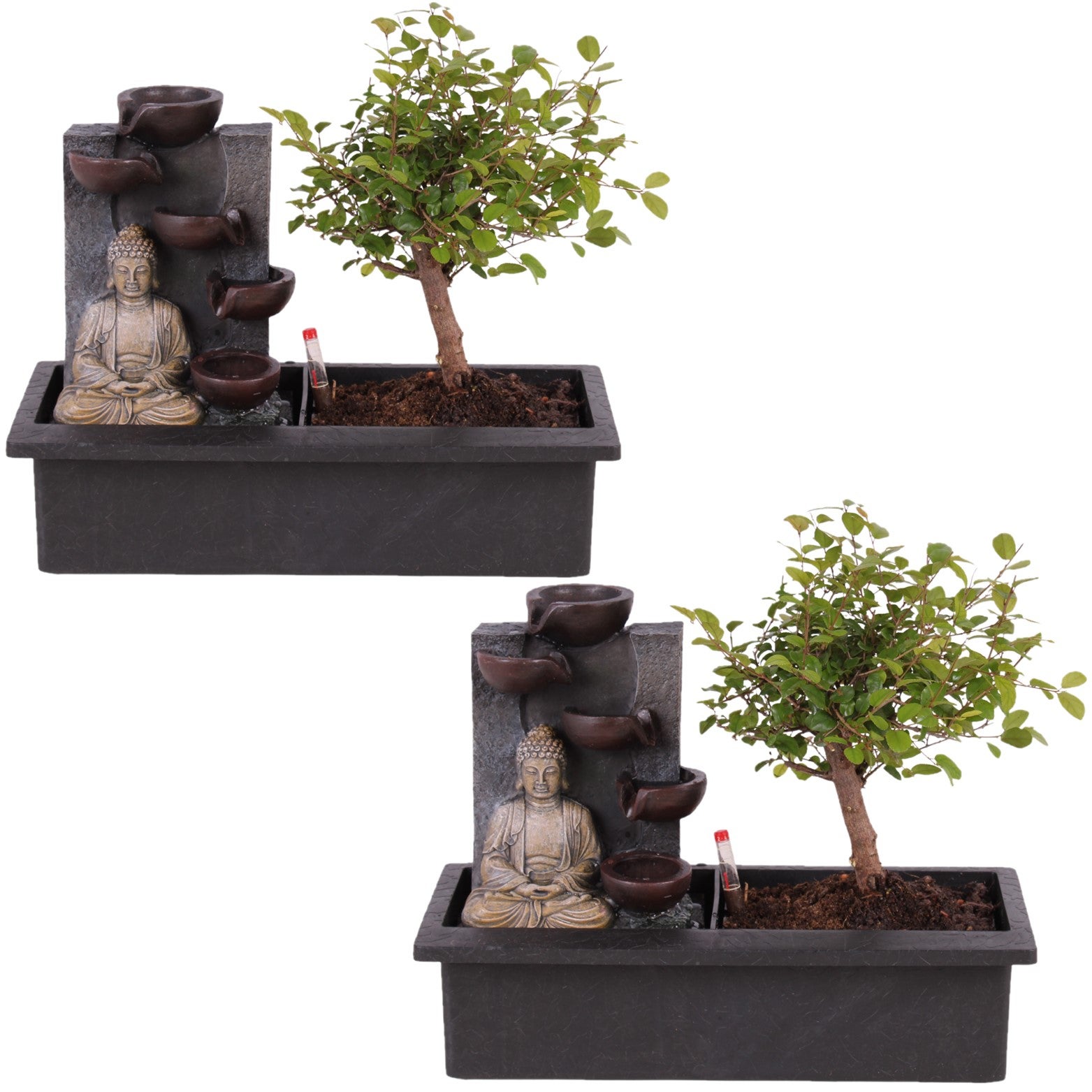 Plant in a Box - Bonsai con sistema idrico di facile manutenzione